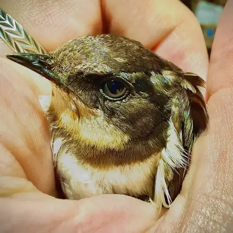 Meet the Philippine House Swallow