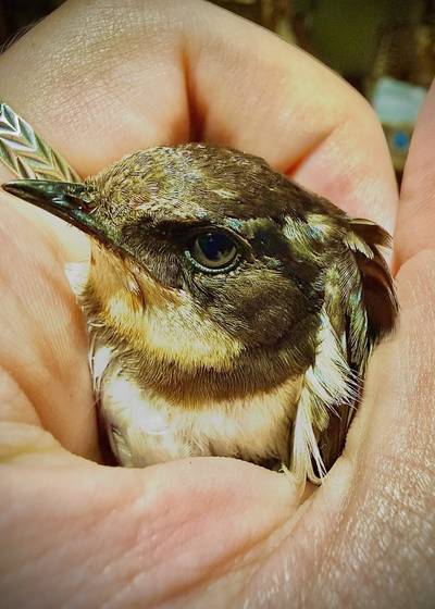Meet the Philippine House Swallow